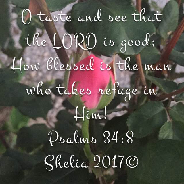 18486055_10213362291394274_7983136123358760042_n